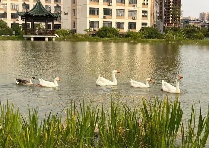 必威西汉姆联官网